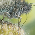 Coenonympha glycerion
